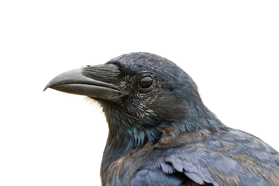 File:Fish-Crow-Up-Close-Portrait.jpg