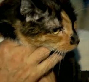 cat walks 190-miles home