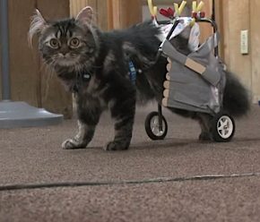 cat wheelchair by robotics club