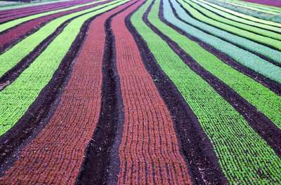 crops-planted-kconnors-morguefile