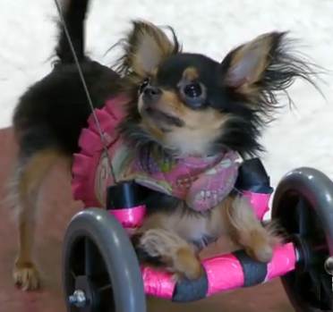 disabled dog with wheelchair USA TodayVid