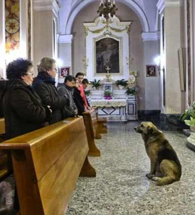 dog attends mass - unknown source