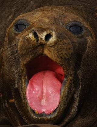 elephant seal by Sascha Grabow - CC