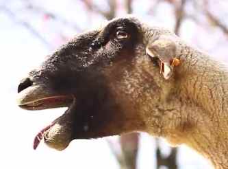Goats yelling - YouTube