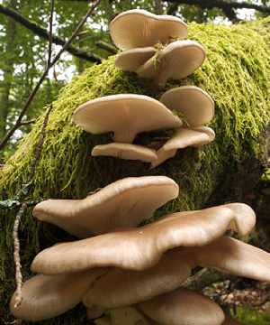 mushrooms -by Jorg-Hempel, CC license