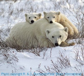 polar-bear-wcubs-polar-bear-international-RandCBuchanan