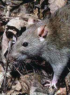 rat brown Natl Park Service photo