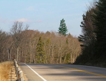 Road tree-dusguised towers from Bell Canada
