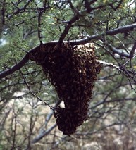 bees swarm in a tree